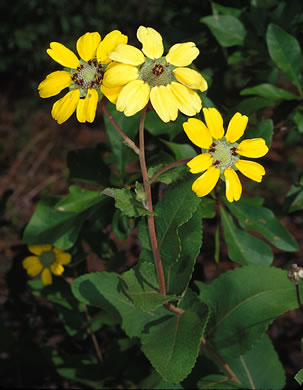 image of Berlandiera pumila var. pumila, Eastern Green-eyes