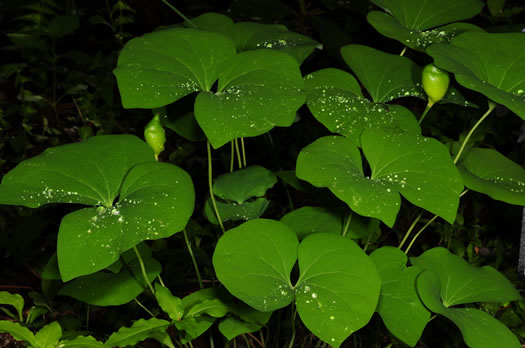 image of Jeffersonia diphylla, Twinleaf