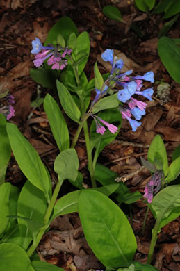 image of Mertensia virginica, Virginia Bluebells, Virginia Cowslip