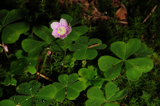 image of Oxalis montana, Mountain Wood-sorrel, American Wood-sorrel, Wood Shamrock, White Wood-sorrel