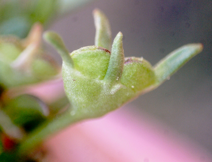 image of Houstonia rosea, Rose Bluet, Pygmy Bluet