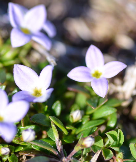 image of Houstonia rosea, Rose Bluet, Pygmy Bluet