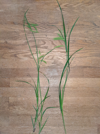 image of Carex crinita var. crinita, Long-fringed Sedge, Drooping Sedge