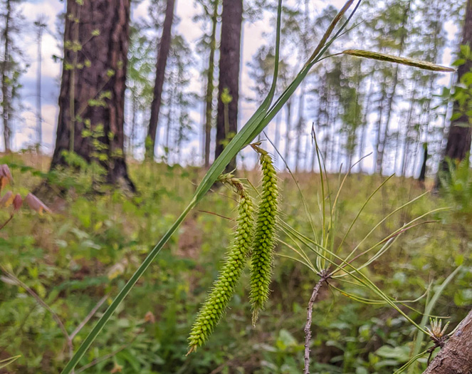 image of Carex mitchelliana, Mitchell's Sedge