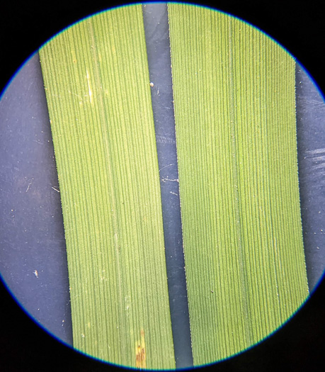 image of Carex crinita var. crinita, Long-fringed Sedge, Drooping Sedge