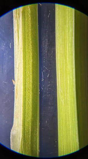 image of Carex crinita var. crinita, Long-fringed Sedge, Drooping Sedge