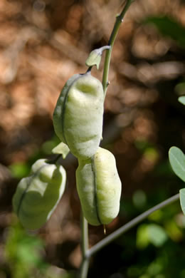 image of Baptisia alba, Thick-pod White Wild Indigo