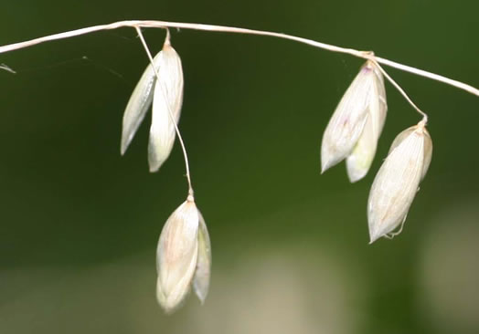 spikelet