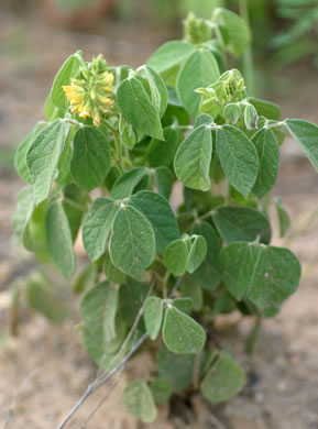 image of Rhynchosia tomentosa, Twining Snoutbean, Erect Snoutbean