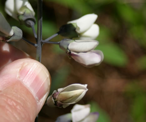 image of Baptisia alba, Thick-pod White Wild Indigo