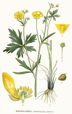 image of Ranunculus acris, Tall Buttercup, Bitter Buttercup