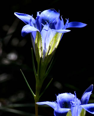 image of Gentiana autumnalis, Pinebarren Gentian, Autumn Gentian