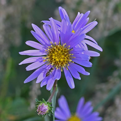 image of Eurybia paludosa, Savannah Grass-leaved Aster, Southern Swamp Aster