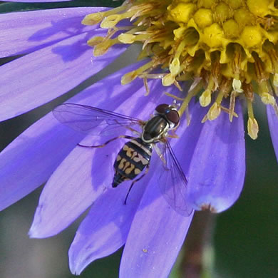 image of Eurybia paludosa, Savannah Grass-leaved Aster, Southern Swamp Aster