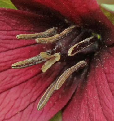 stamen