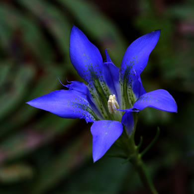 image of Gentiana autumnalis, Pinebarren Gentian, Autumn Gentian