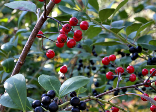 image of Aronia arbutifolia, Red Chokeberry