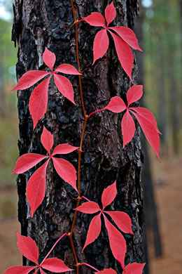 Parthenocissus quinquefolia, Virginia Creeper