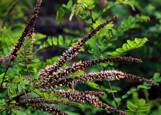 image of Amorpha herbacea var. herbacea, Leadplant, Dwarf Indigo-bush, Clusterspike Indigo-bush