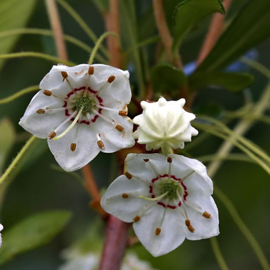 image of Kalmia cuneata, White Wicky