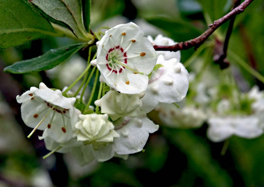 image of Kalmia cuneata, White Wicky