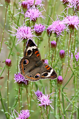 image of Carphephorus bellidifolius, Sandhill Chaffhead, Carphephorus, Sandywoods Chaffhead