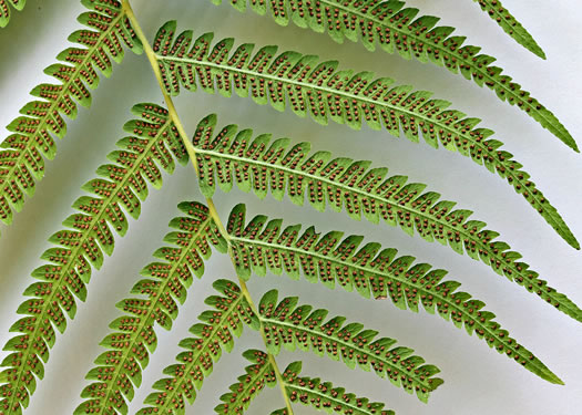 image of Pelazoneuron kunthii, Kunth's Maiden-fern, Southern Shield-fern, Southern Woodfern