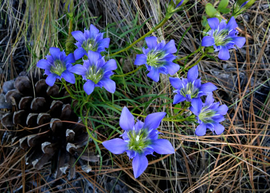 image of Gentiana autumnalis, Pinebarren Gentian, Autumn Gentian