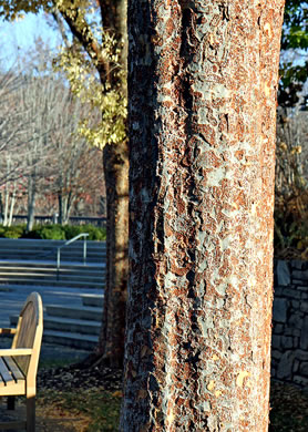 image of Ulmus parvifolia, Lacebark Elm, Chinese Elm