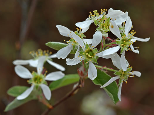 Coastal Plain Serviceberry