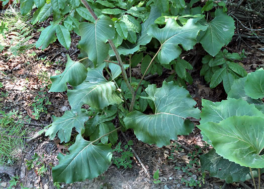 image of Silphium reniforme, Ragged Rosinweed, Kidneyleaf Rosinweed