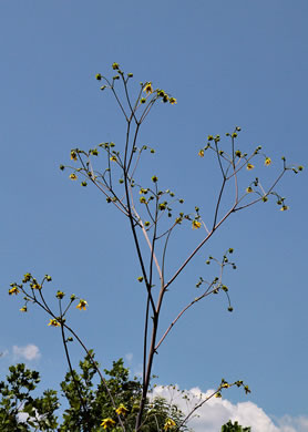 image of Silphium reniforme, Ragged Rosinweed, Kidneyleaf Rosinweed