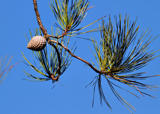 Pond Pine