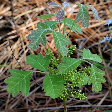 image of Toxicodendron pubescens, Poison Oak, Southeastern Poison Oak