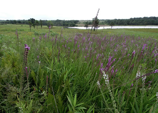 image of Liatris resinosa, Dense Blazing-star, Bog Blazing-star