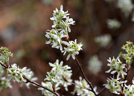 image of Amelanchier obovalis, Coastal Plain Serviceberry, Pocosin Shadbush, Coastal Serviceberry