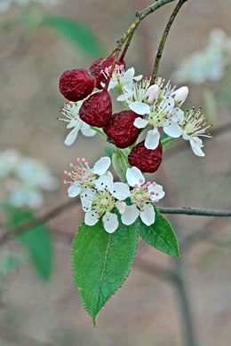 image of Aronia arbutifolia, Red Chokeberry