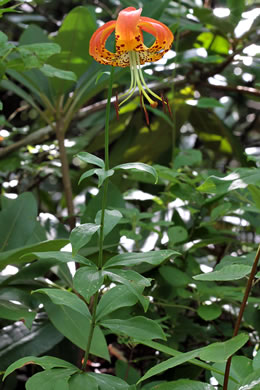 image of Lilium michauxii, Carolina Lily, Michaux’s Lily