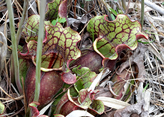 Sarracenia purpurea var. venosa, Southern Purple Pitcherplant, Frog's Breeches, Hunter's Cup