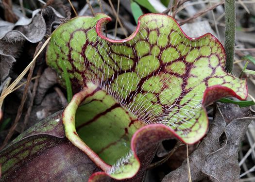 Sarracenia purpurea var. venosa, Southern Purple Pitcherplant, Frog's Breeches, Hunter's Cup