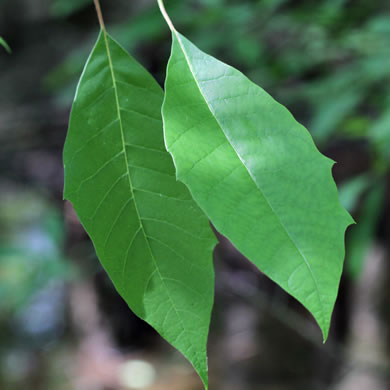 image of Nyssa aquatica, Water Tupelo, Cotton Gum, Tupelo Gum