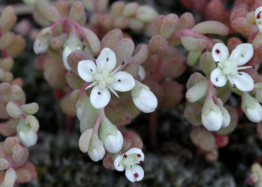 Puck's Orpine