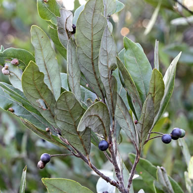 Tamala palustris, Swamp Redbay, Swamp Bay