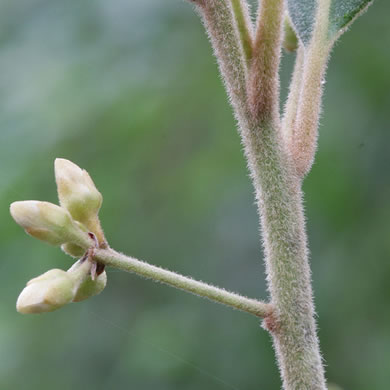 image of Tamala palustris, Swamp Redbay, Swamp Bay