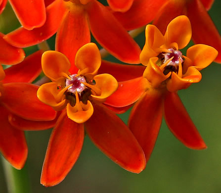 image of Asclepias lanceolata, Fewflower Milkweed, Red Milkweed