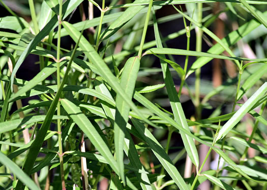 image of Asclepias lanceolata, Fewflower Milkweed, Red Milkweed