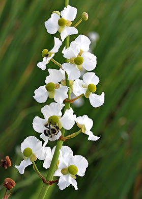 Sagittaria lancifolia var. media, Scimitar Arrowhead, Bulltongue Arrowhead