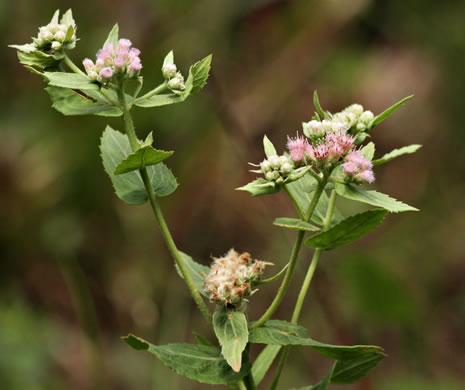 image of Pluchea baccharis, Rosy Camphorweed, Rose Fleabane, Savanna Fleabane, Marsh Fleabane