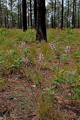 image of Astragalus michauxii, Sandhill Milkvetch, Michaux's Milkvetch