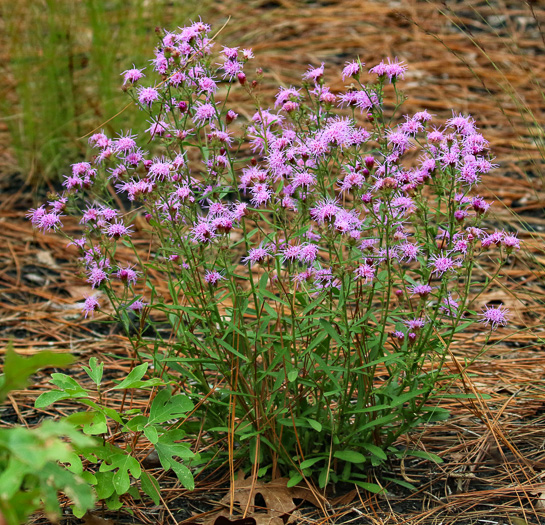 image of Carphephorus bellidifolius, Sandhill Chaffhead, Carphephorus, Sandywoods Chaffhead